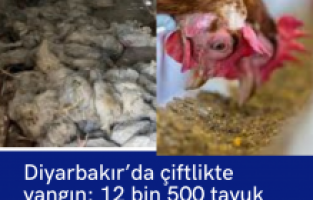 Diyarbakır’da çiftlikte yangın: 12 bin 500 tavuk öldü