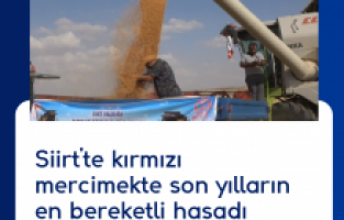 Siirt'te kırmızı mercimekte son yılların en bereketli hasadı