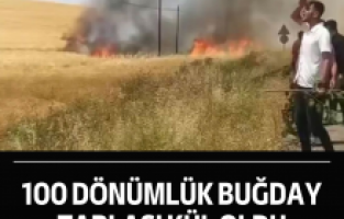 100 dönümlük buğday tarlası kül oldu