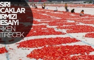 Aşırı sıcaklar domates mesaisini erkene aldı