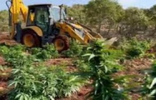 Diyarbakır’da 403 kilo esrar ele geçirildi