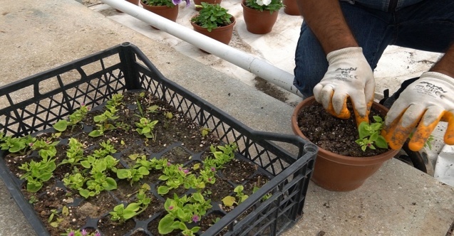 Bitkiler özel bölümlerde yetiştiriliyor