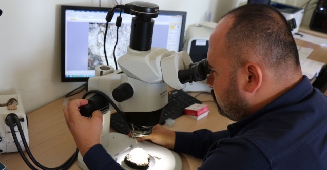 Bugüne kadar hiç rastlanmayan 3 yeni tür bulundu