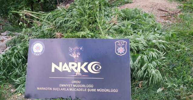 Ordu’da uyuşturucu operasyonları