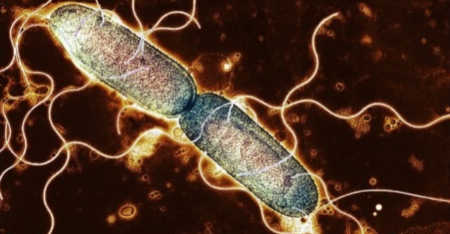 ABD'de Salmonella nedeniyle toplatılan Jif Fıstık Kremaları Türkiye'deki raflarda tespit edildi