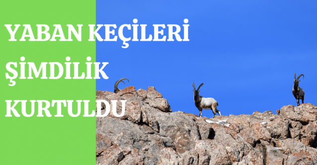 Yaban keçileri şimdilik kurtuldu