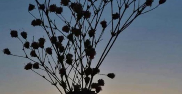 VAZOLAR VE KIRILGAN ZAMANLAR