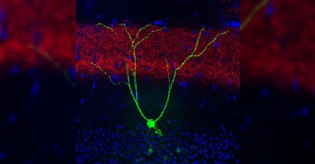 Beyin ve Hafızanın Gizemli Dünyası: ENGRAM