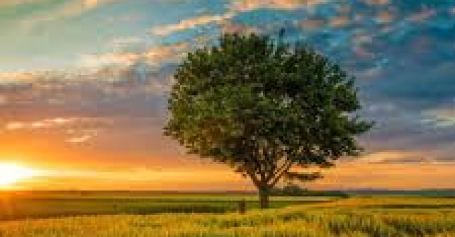 Düşlerin Bilgeliği