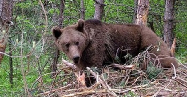 Ayı saldırısı: 11 öğrenci ve öğretmen yaralandı